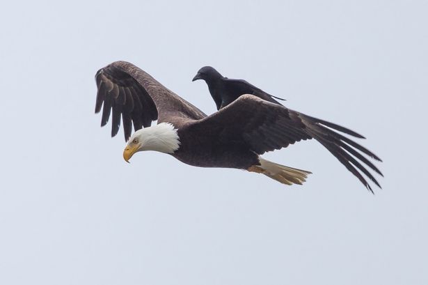 鳥の写真が集まるトピ
