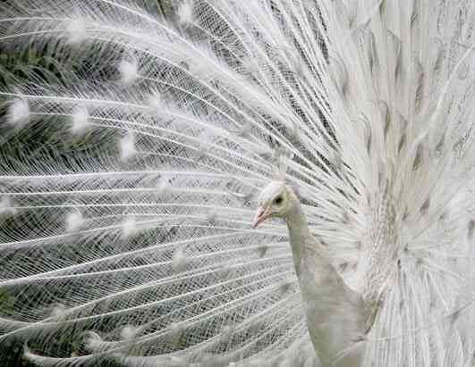 鳥の写真が集まるトピ