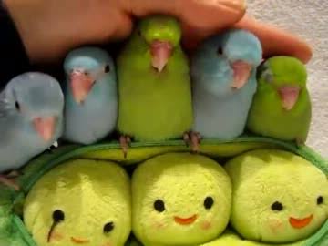鳥の写真が集まるトピ