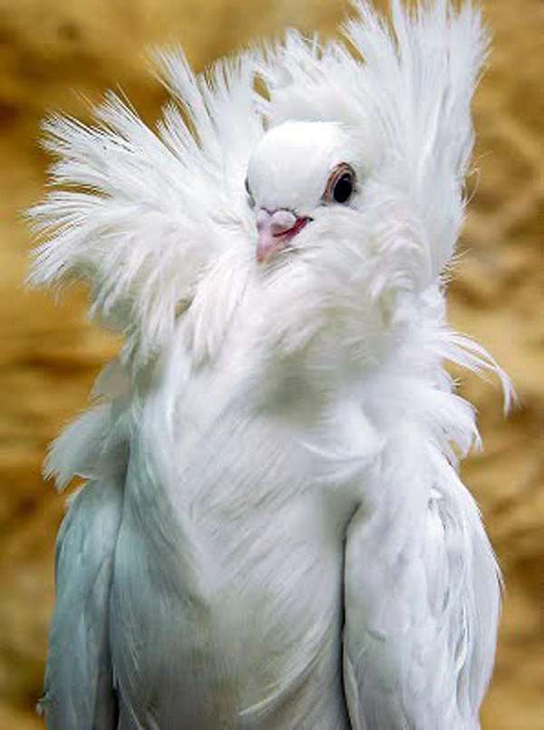 鳥の写真が集まるトピ