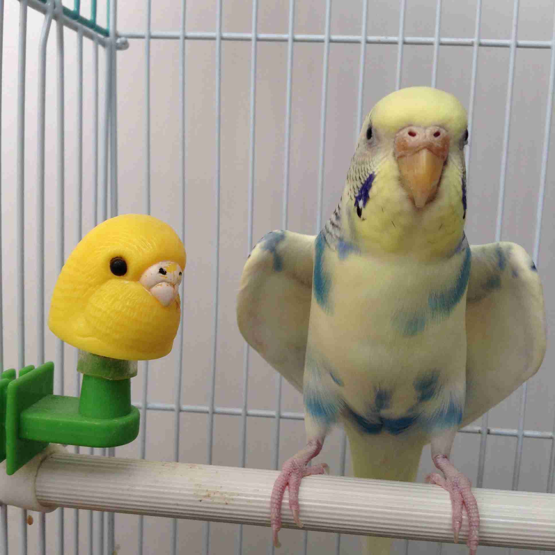鳥の写真が集まるトピ