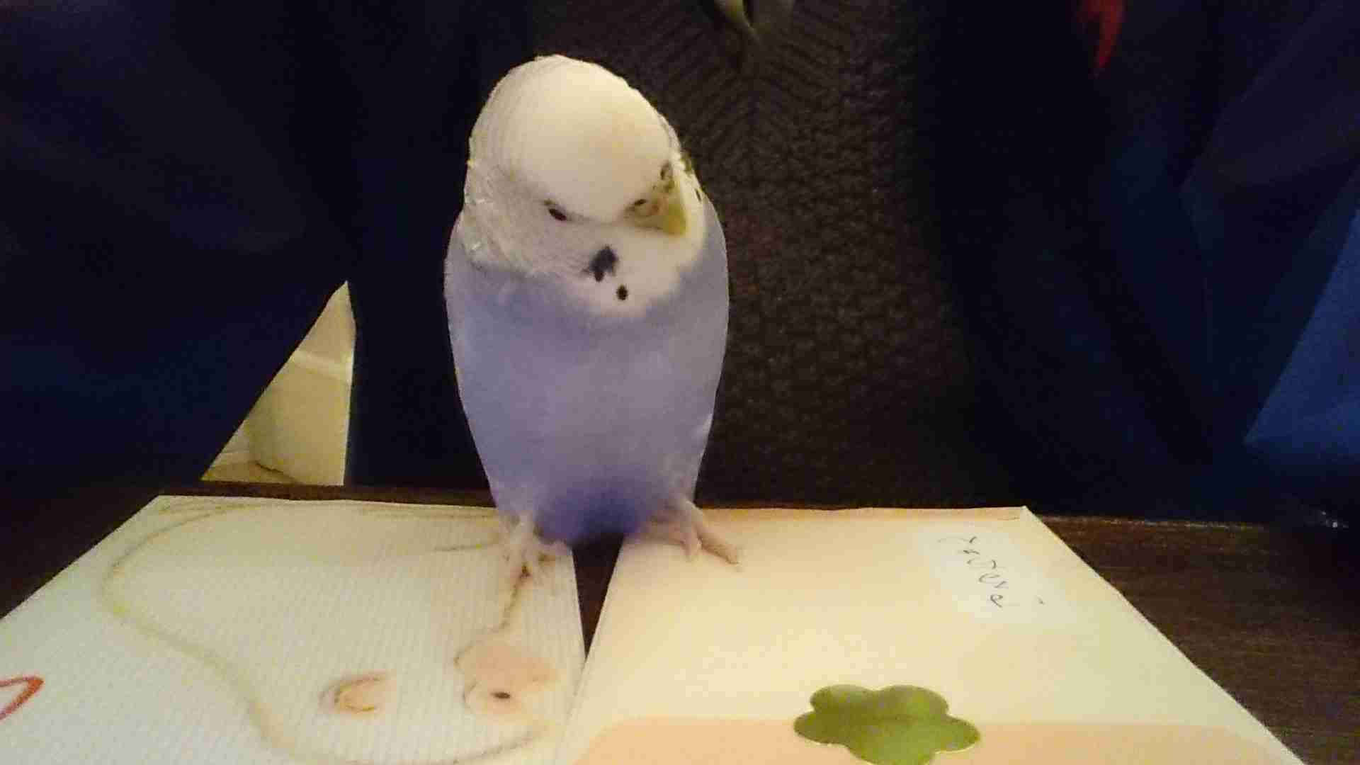 鳥の写真が集まるトピ