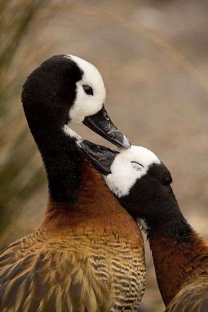 鳥の写真が集まるトピ