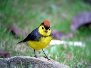 鳥の写真が集まるトピ