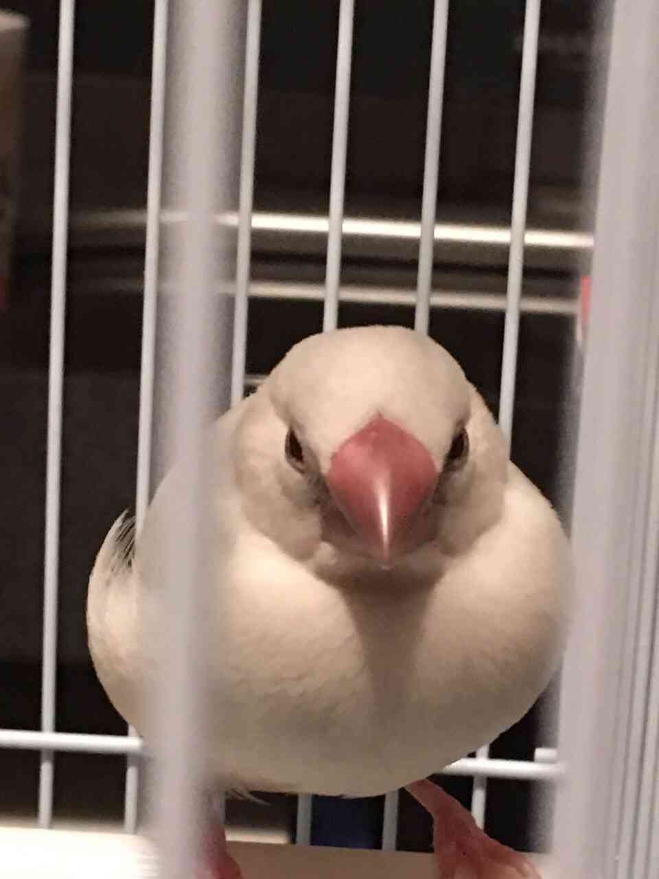 鳥の写真が集まるトピ