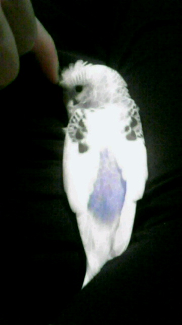 鳥の写真が集まるトピ