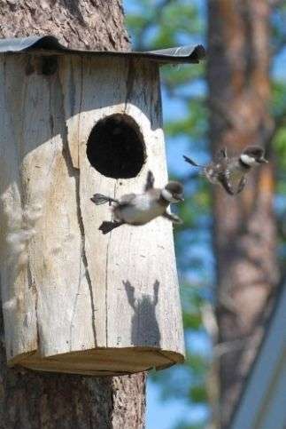 鳥の写真が集まるトピ
