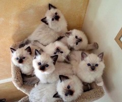 集団でいる画像を貼るトピ