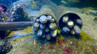 集団でいる画像を貼るトピ