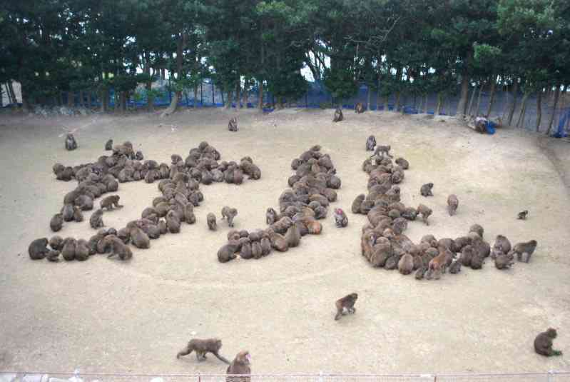 集団でいる画像を貼るトピ