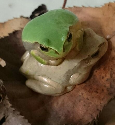 寒いとぼっちが身にしみるから、温め合うトピ！