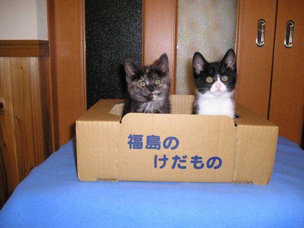 おかしい画像を貼っていくトピ
