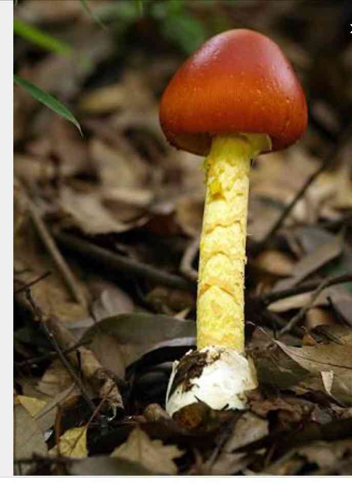 ゲスの極み乙女・川谷絵音、MステSPで計10秒深々とお辞儀…不倫騒動には言及せず