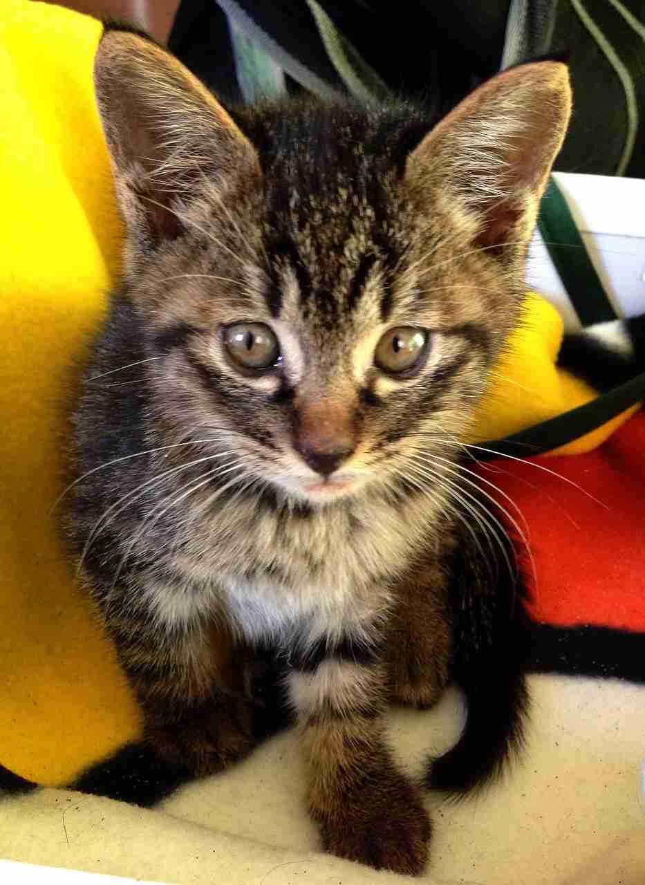 キャットフード何あげてますか？