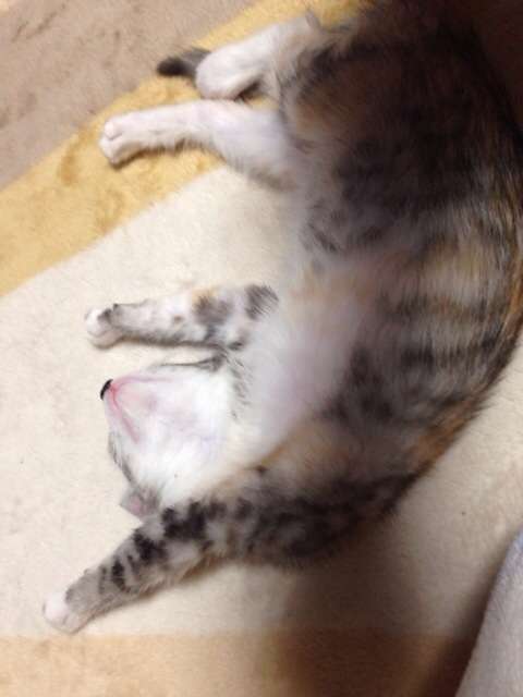 キャットフード何あげてますか？