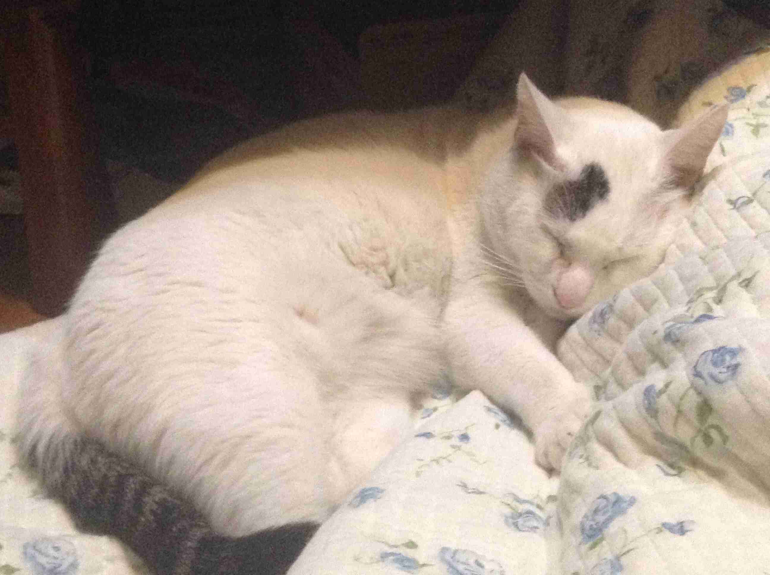 キャットフード何あげてますか？