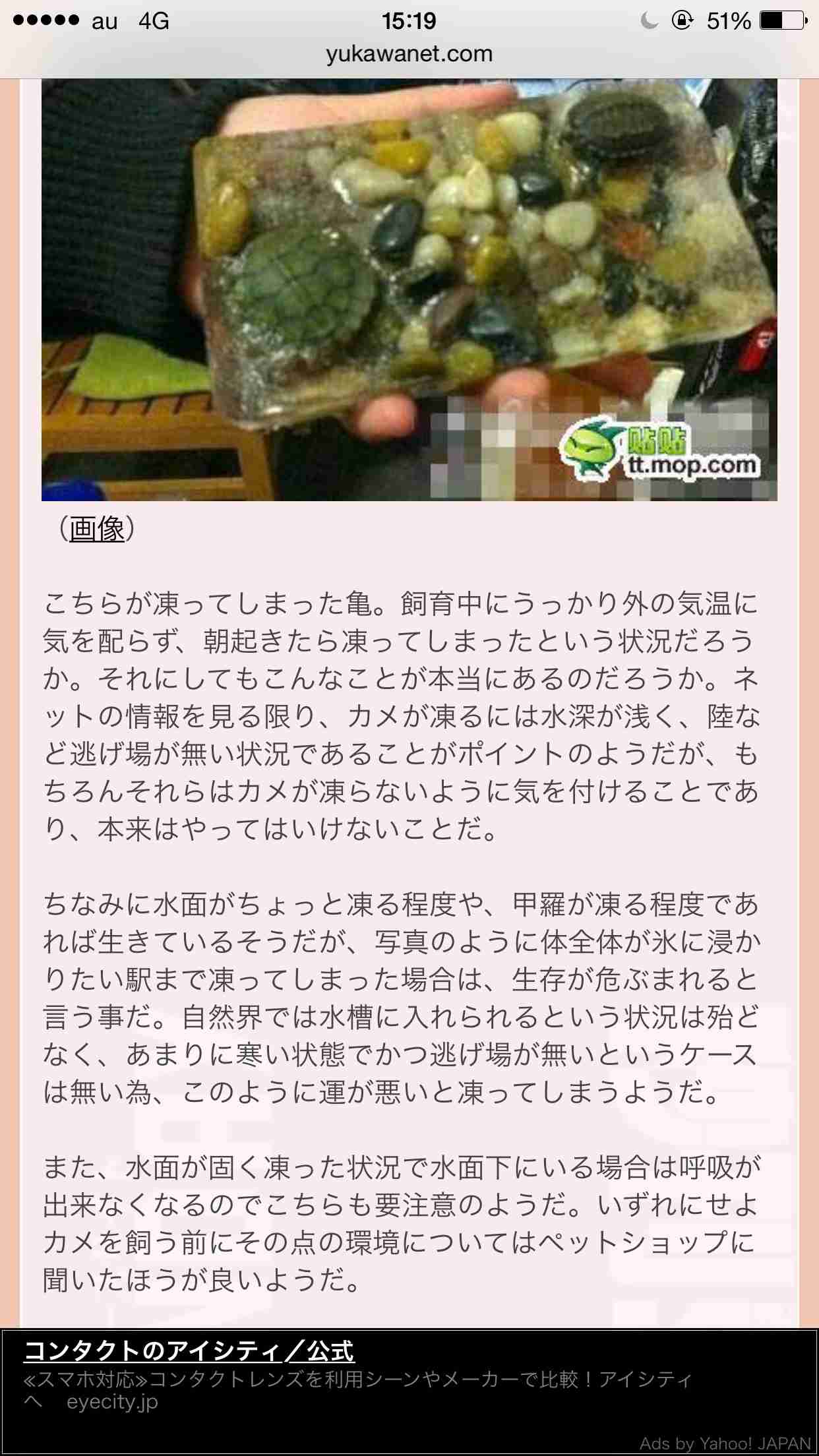 氷点下でペットの亀が氷漬けに…変わり果てた姿に大反響