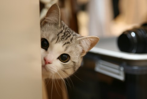 見られたら恥ずかしい場所・物