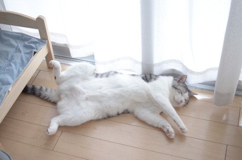 子どもが寝る時の癖ありますか？