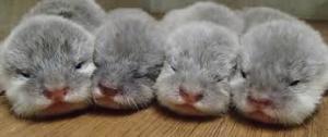 動物界で赤ちゃんが1番かわいいのってなんですかね？？