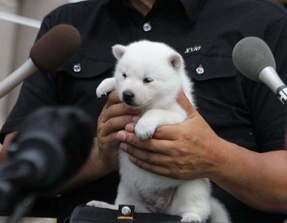動物界で赤ちゃんが1番かわいいのってなんですかね？？