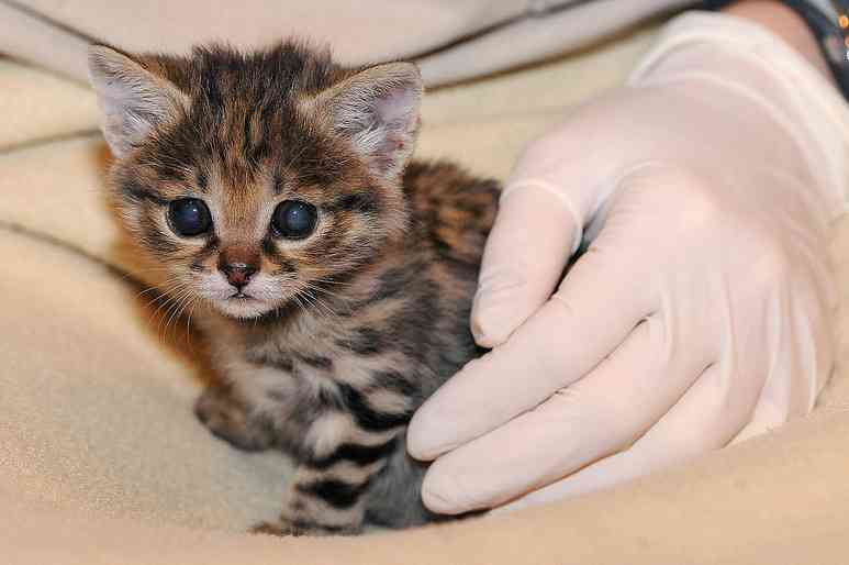 動物界で赤ちゃんが1番かわいいのってなんですかね？？