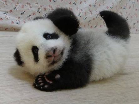 動物界で赤ちゃんが1番かわいいのってなんですかね？？