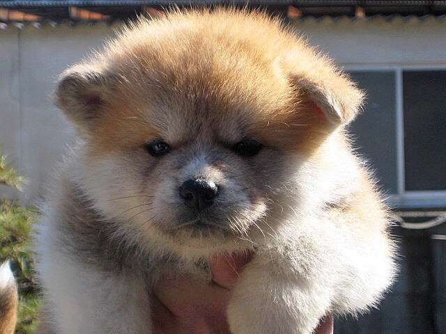 動物界で赤ちゃんが1番かわいいのってなんですかね？？