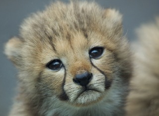動物界で赤ちゃんが1番かわいいのってなんですかね？？