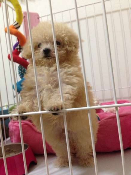 動物界で赤ちゃんが1番かわいいのってなんですかね？？