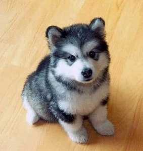 動物界で赤ちゃんが1番かわいいのってなんですかね？？