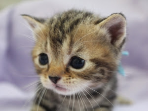 動物界で赤ちゃんが1番かわいいのってなんですかね？？
