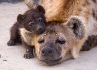 動物界で赤ちゃんが1番かわいいのってなんですかね？？
