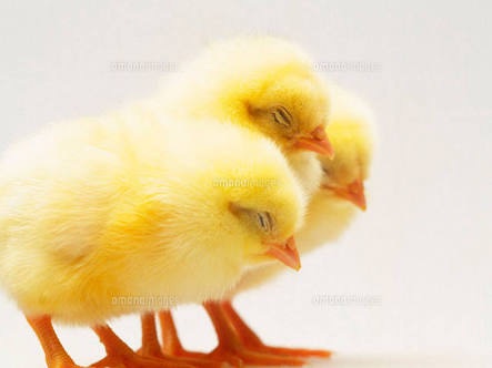 動物界で赤ちゃんが1番かわいいのってなんですかね？？