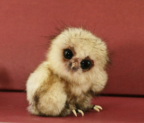 動物界で赤ちゃんが1番かわいいのってなんですかね？？