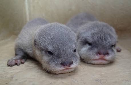 動物界で赤ちゃんが1番かわいいのってなんですかね？？