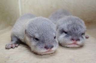 動物界で赤ちゃんが1番かわいいのってなんですかね？？