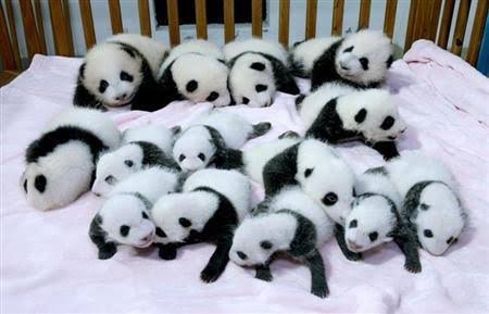 動物界で赤ちゃんが1番かわいいのってなんですかね？？