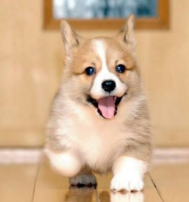 動物界で赤ちゃんが1番かわいいのってなんですかね？？