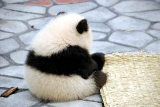 動物界で赤ちゃんが1番かわいいのってなんですかね？？