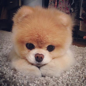 動物界で赤ちゃんが1番かわいいのってなんですかね？？