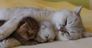 動物界で赤ちゃんが1番かわいいのってなんですかね？？
