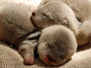動物界で赤ちゃんが1番かわいいのってなんですかね？？