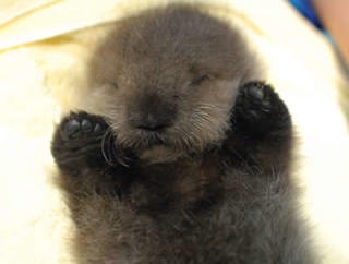 動物界で赤ちゃんが1番かわいいのってなんですかね？？