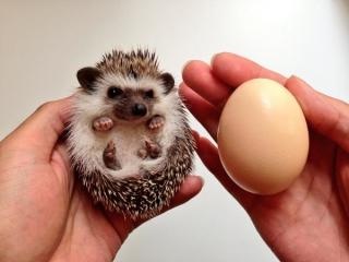 動物界で赤ちゃんが1番かわいいのってなんですかね？？