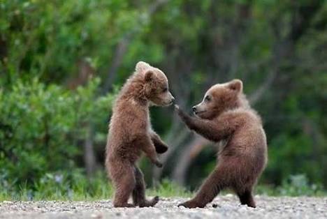 動物界で赤ちゃんが1番かわいいのってなんですかね？？
