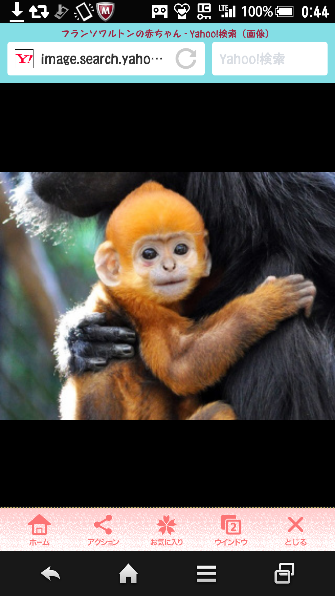 動物界で赤ちゃんが1番かわいいのってなんですかね？？