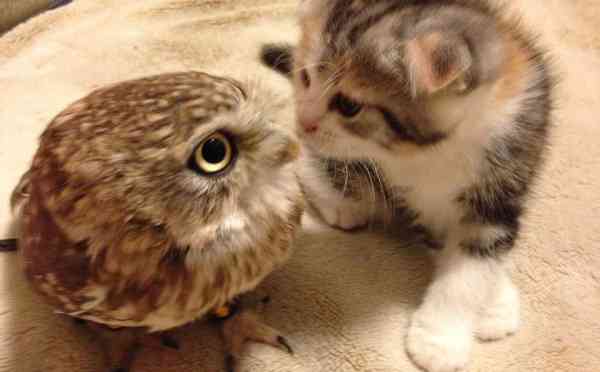 動物界で赤ちゃんが1番かわいいのってなんですかね？？