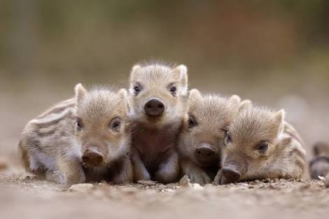 動物界で赤ちゃんが1番かわいいのってなんですかね？？