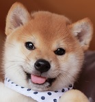 動物界で赤ちゃんが1番かわいいのってなんですかね？？
